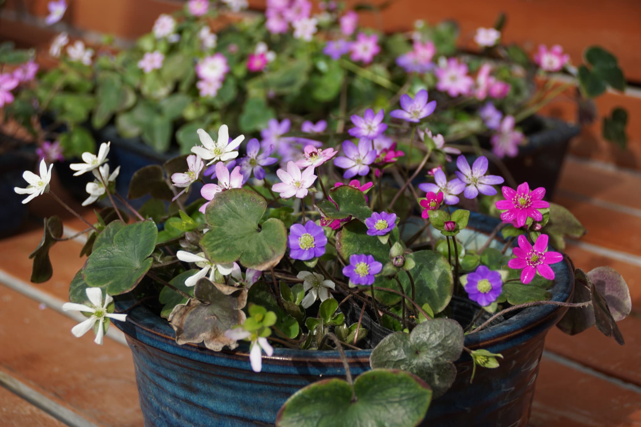 外の寄せ植え(花鉢)