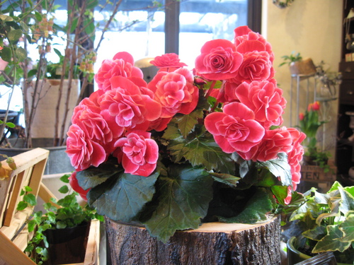 エラチオールベゴニア 三重県津市の花屋 樹花工房